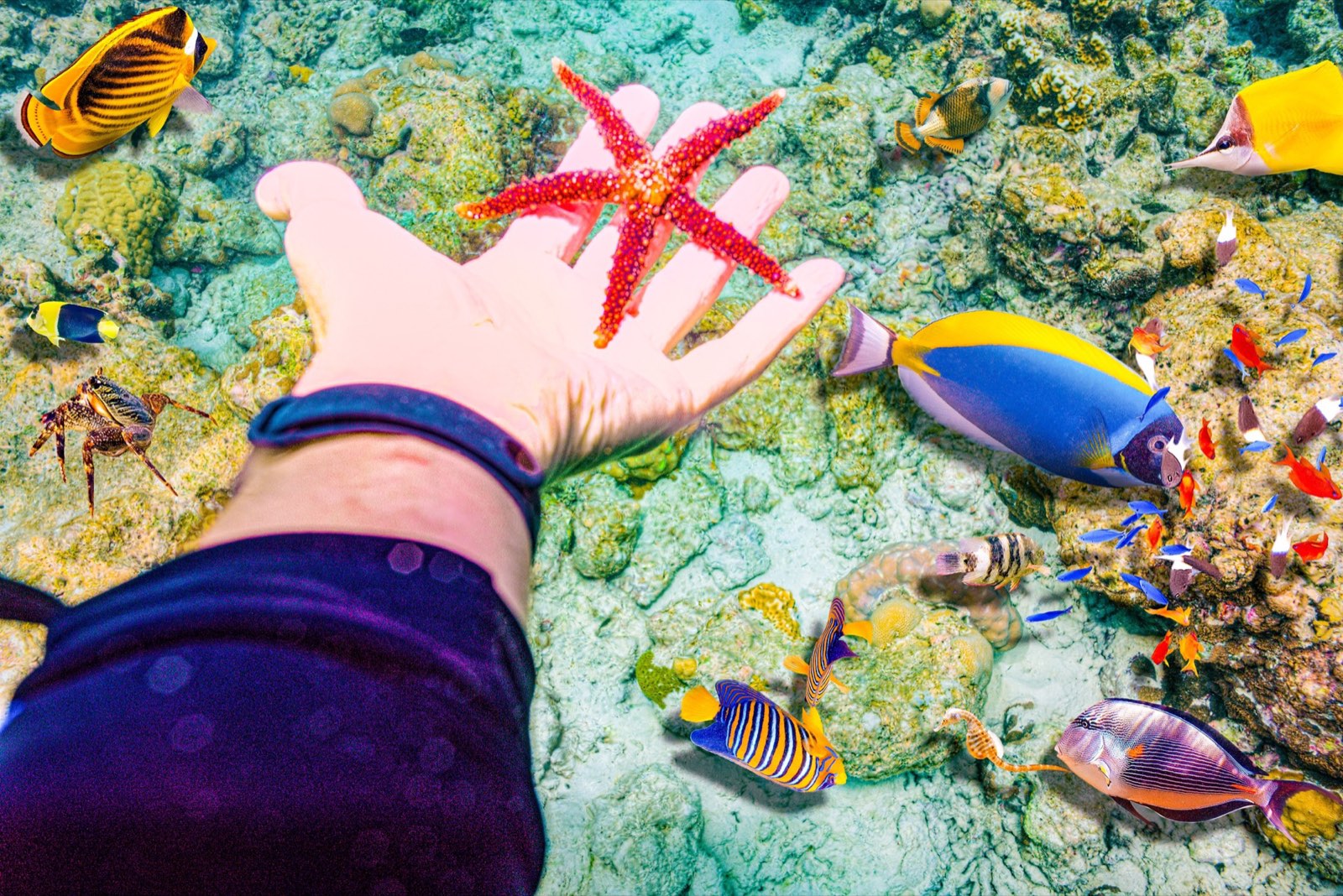 A hand holding a red starfish over a reef