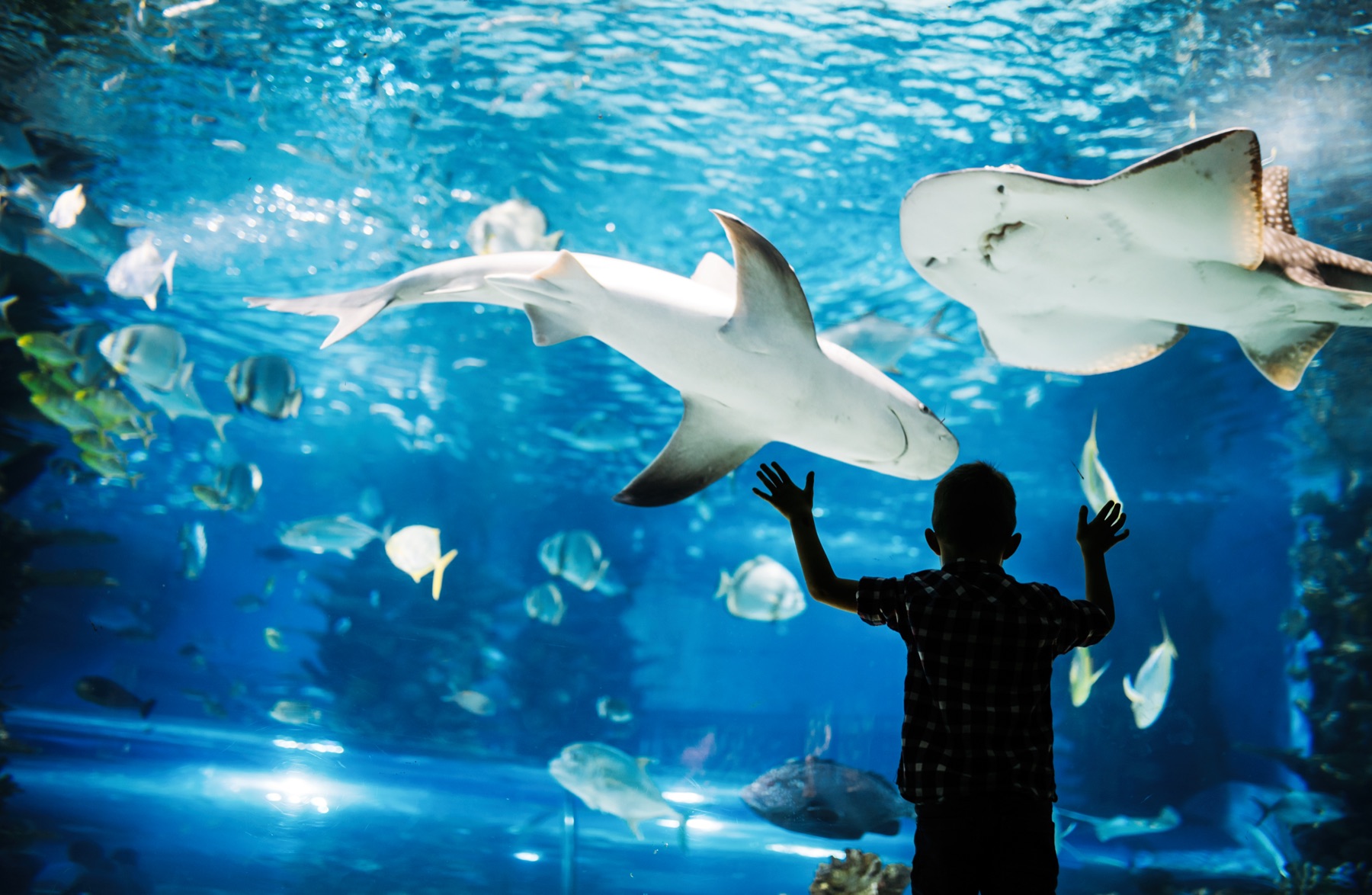 A boy at the glass of a big tank as a shark and a ray pass overhead