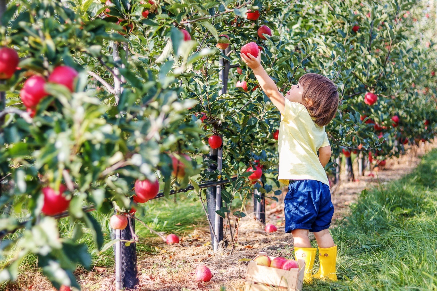 A boy picking apples in an orchard