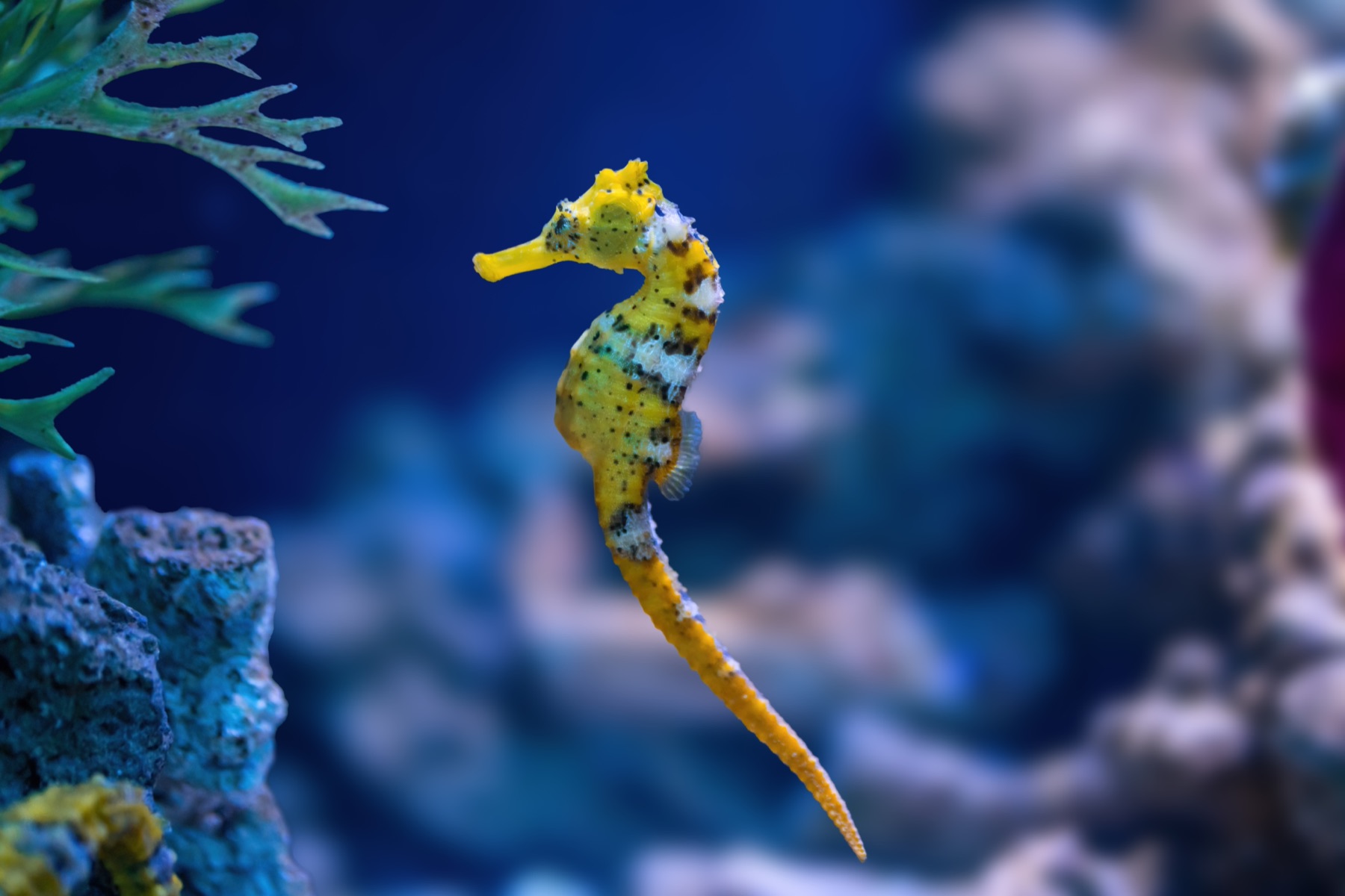 A yellow seahorse beside a reef