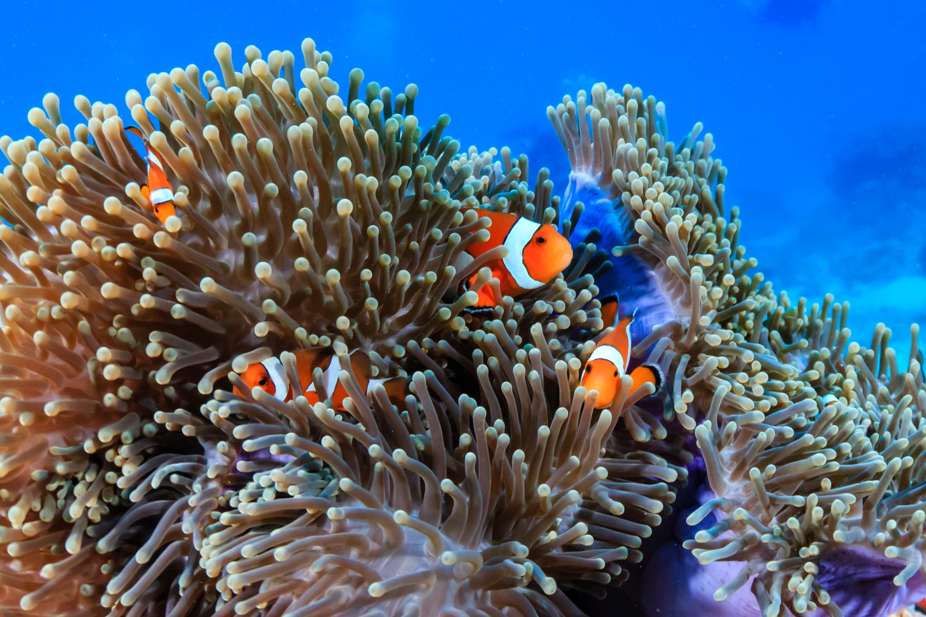 Clownfish in an anemone