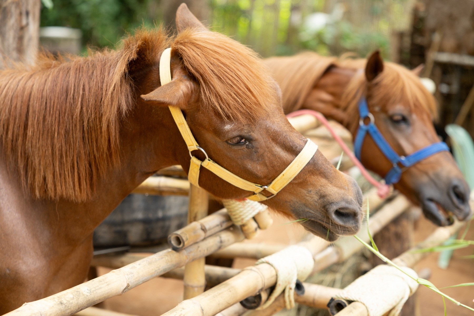Two ponies at a fence